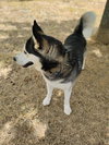Moon - Photo 6