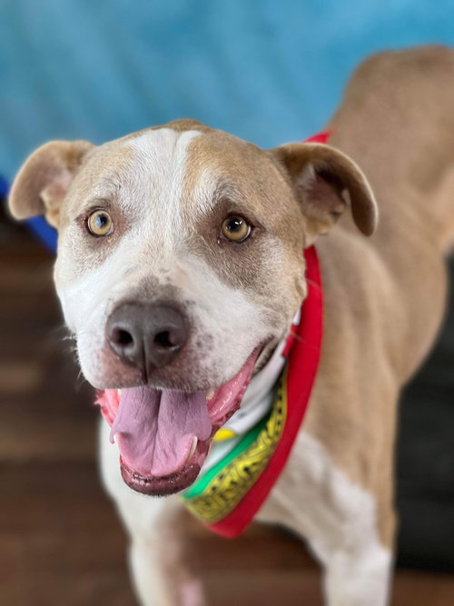 DANTE - Pit Bull Terrier available for adoption