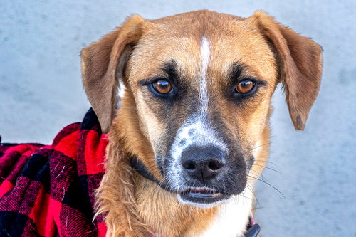 picture of the dog needing adoption