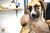 adoptable Dog in Weatherford, TX named Tattoo