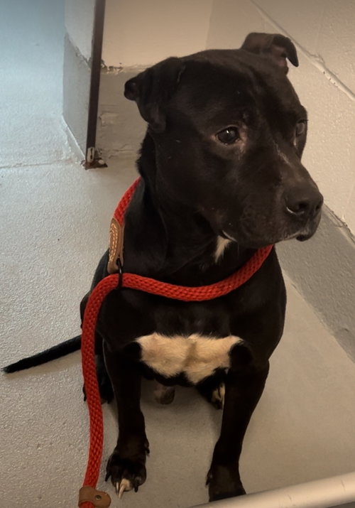 picture of the dog needing adoption