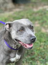 Sugar (Stormy) - Photo 6
