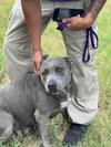Sugar (Stormy) - Photo 7