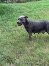 Sugar (Stormy) - Photo 8