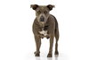 Sugar (Stormy) - Photo 2