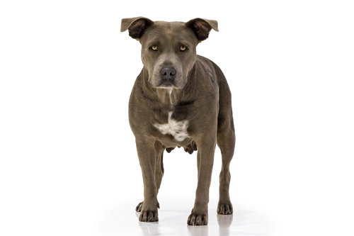 SUGAR (STORMY) - Pit Bull Terrier available for adoption
