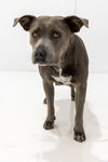 Sugar (Stormy) - Photo 4