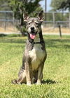 adoptable Dog in  named Shadow