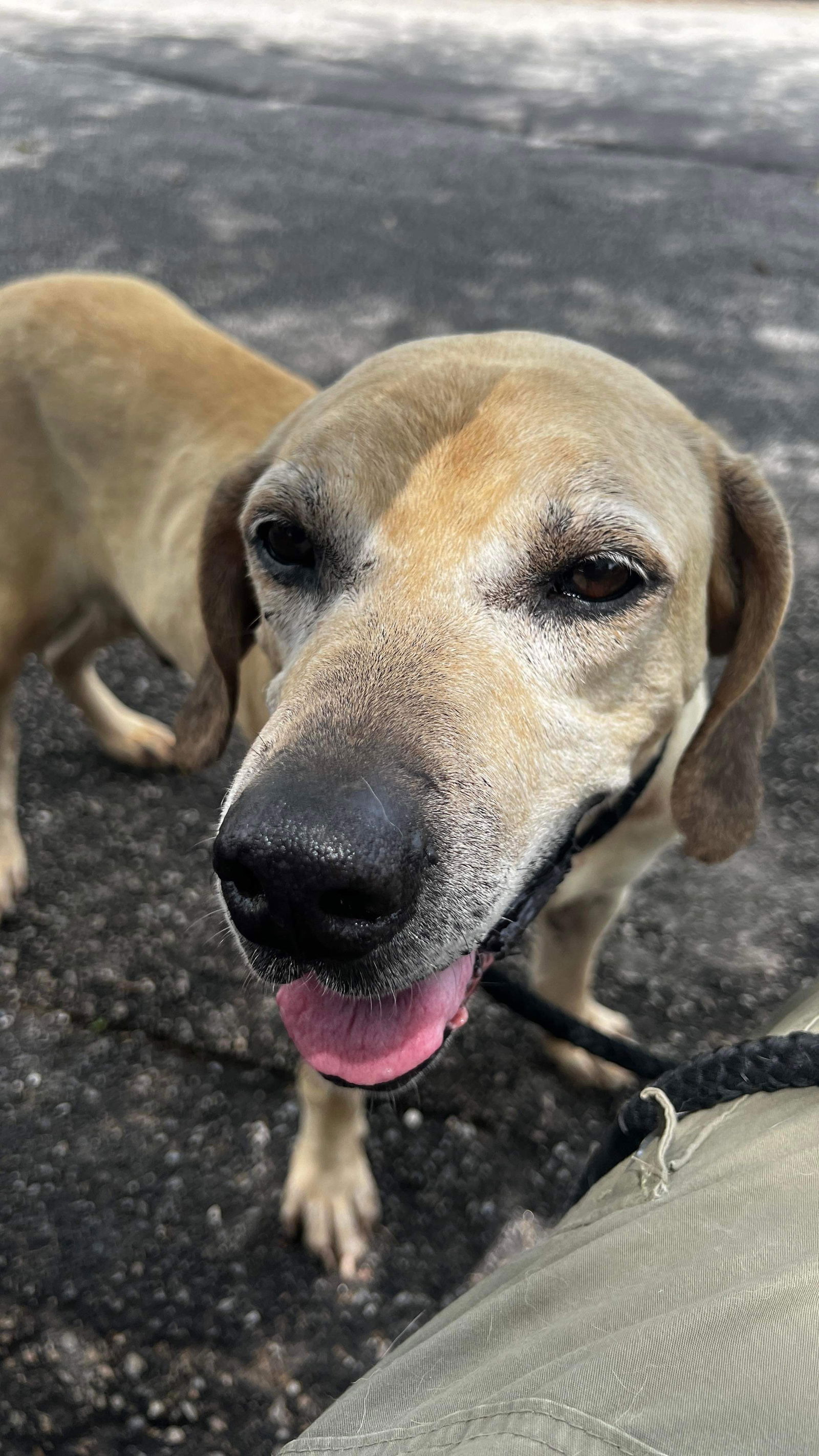 adoptable Dog in Weatherford, TX named Duke