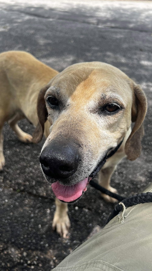 picture of the dog needing adoption