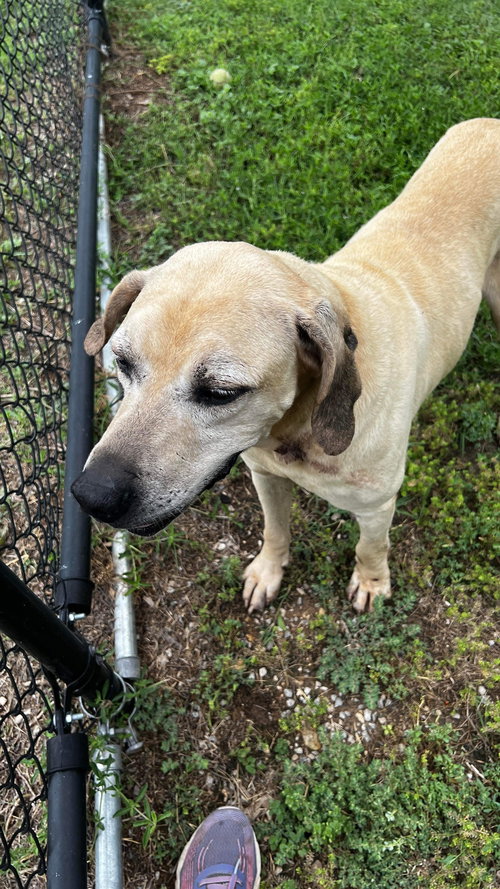 DUKE - Black Mouth Cur available for adoption