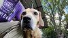 Duke - Photo 3
