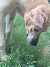Duke - Photo 4
