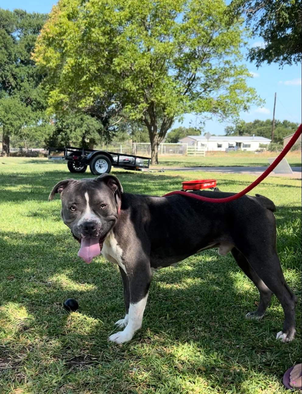 adoptable Dog in Weatherford, TX named Pickles