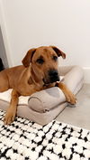 adoptable Dog in  named Willow