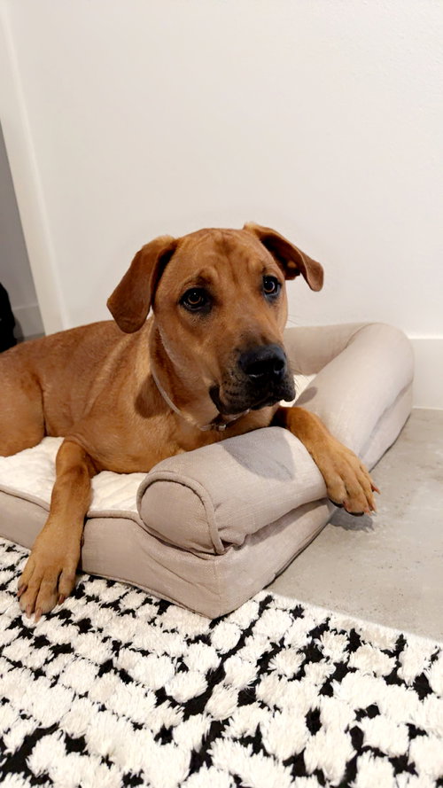 picture of the dog needing adoption