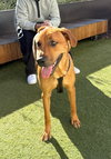 Willow - Photo 3