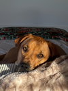 Willow - Photo 4