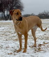 Willow - Photo 2