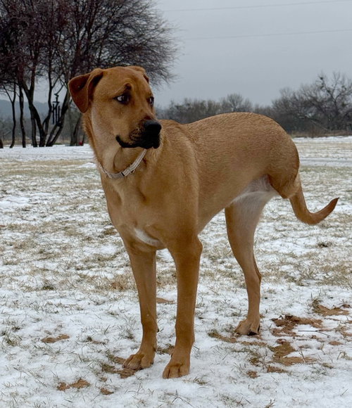 WILLOW - Hound available for adoption