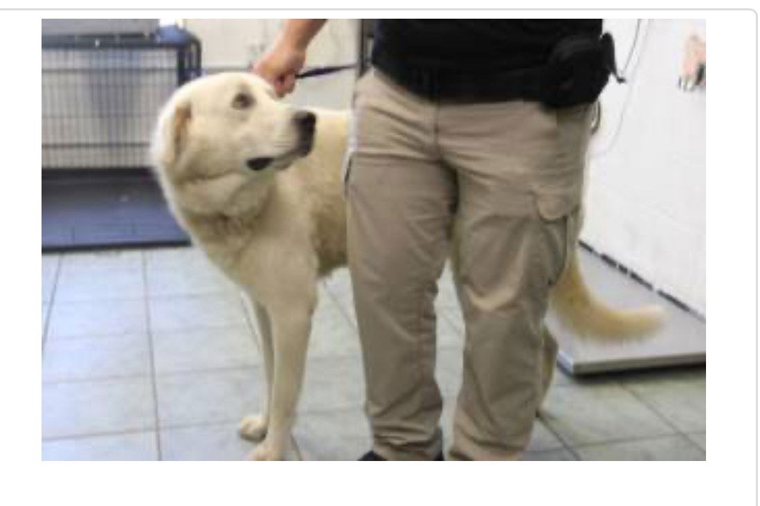 adoptable Dog in Weatherford, TX named Buddy