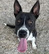 adoptable Dog in Weatherford, TX named Kori