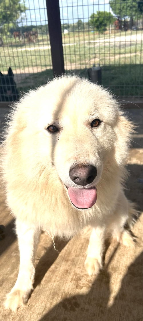 HEATHER - Great Pyrenees available for adoption