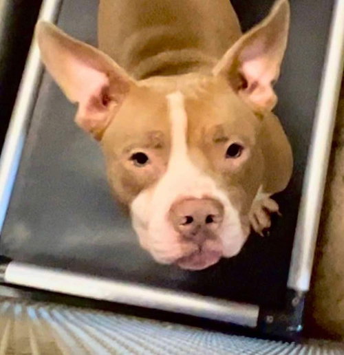 VINCE - Pit Bull Terrier available for adoption