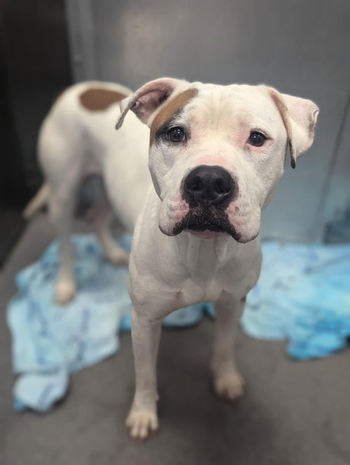 TACO - American Pit Bull Terrier available for adoption