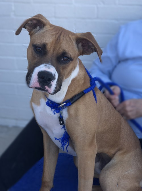 picture of the dog needing adoption