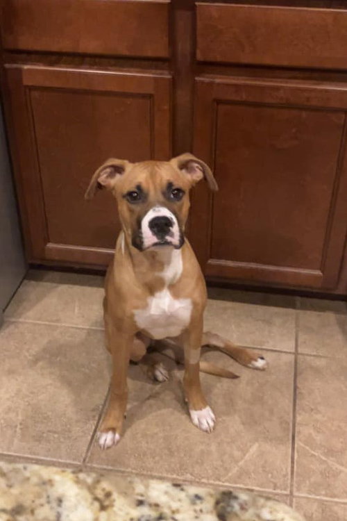 BEAU TIE - Boxer available for adoption
