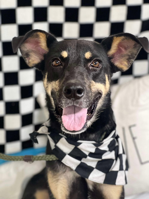 PAXTON - Shepherd available for adoption