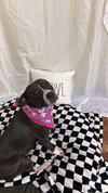 Oreo - Photo 5