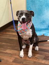 Oreo - Photo 3