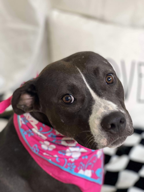 OREO - Pit Bull Terrier available for adoption