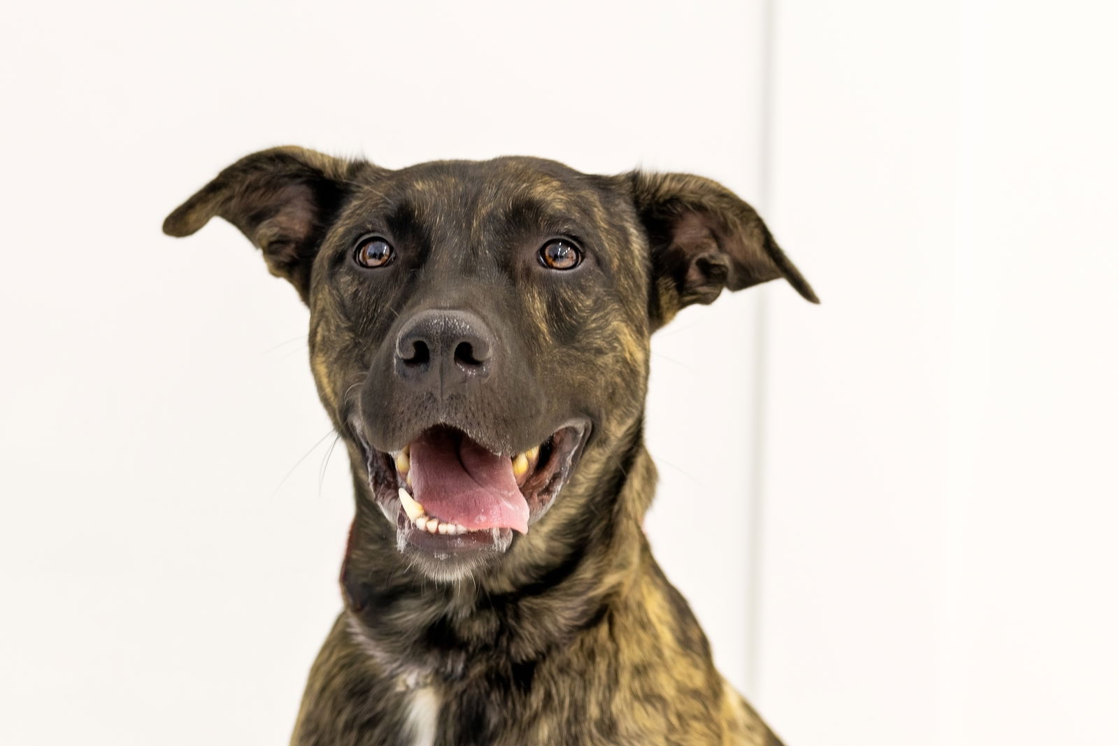 adoptable Dog in Weatherford, TX named Herman