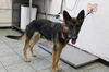 adoptable Dog in  named Roxy