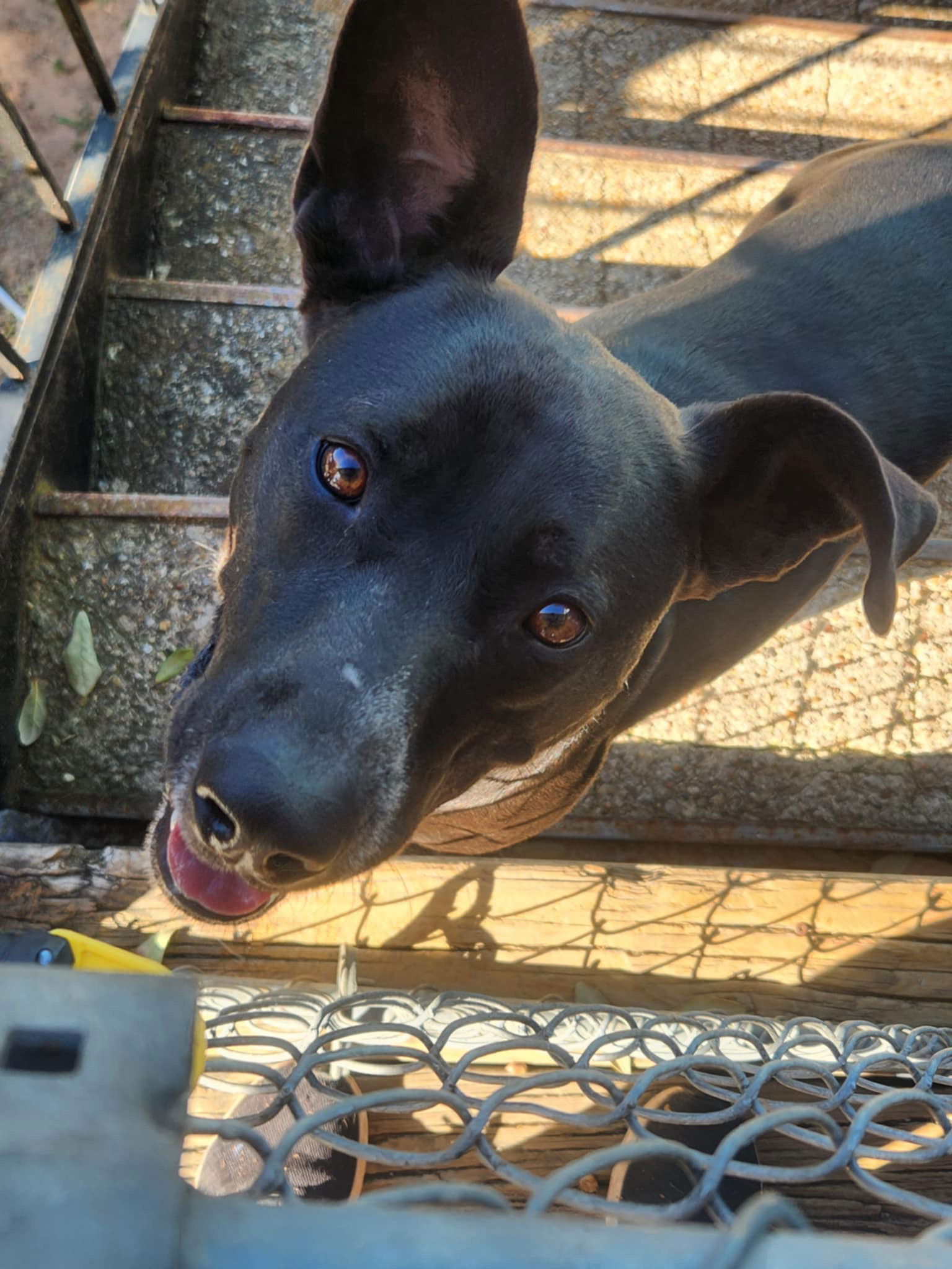 adoptable Dog in Weatherford, TX named Clinton