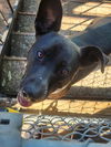 adoptable Dog in  named Clinton