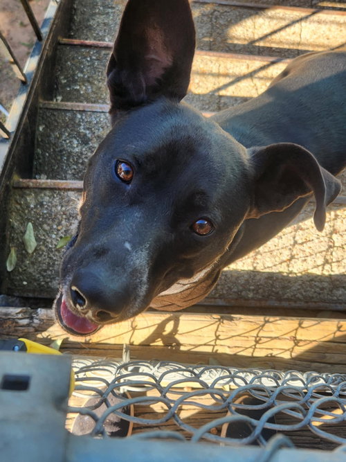 picture of the dog needing adoption