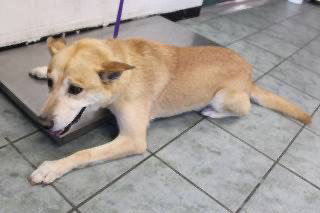 picture of the dog needing adoption