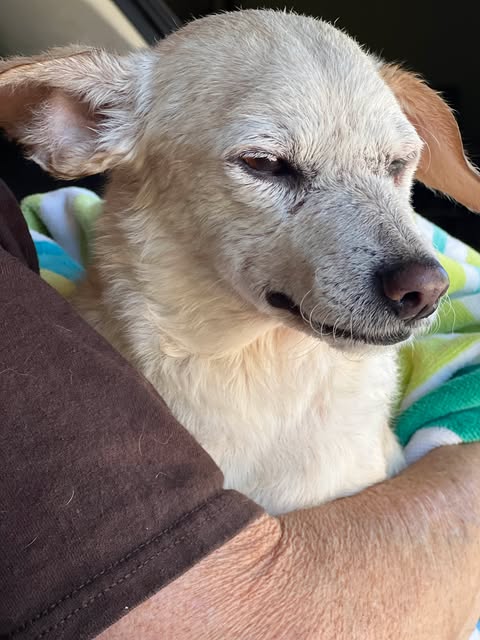 picture of the dog needing adoption