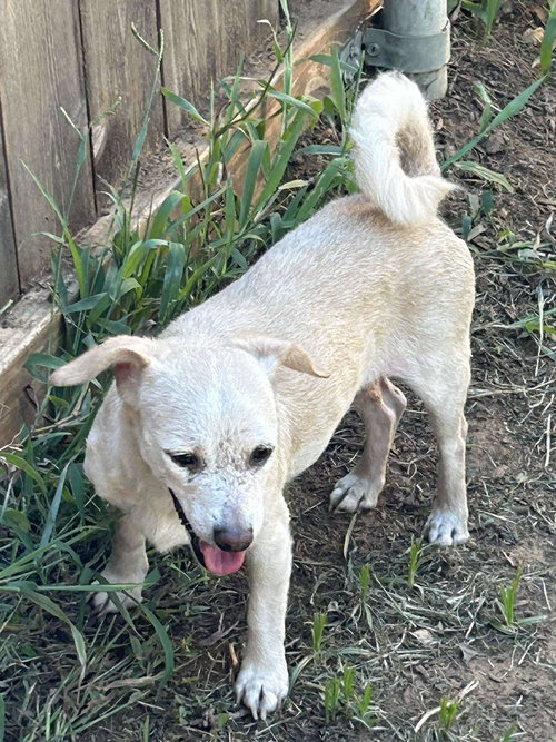 LOLA - Dachshund / Chihuahua available for adoption