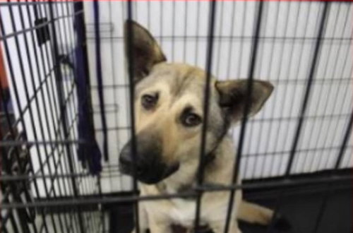picture of the dog needing adoption