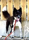 adoptable Dog in  named Tipper
