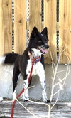 Tipper - Photo 2