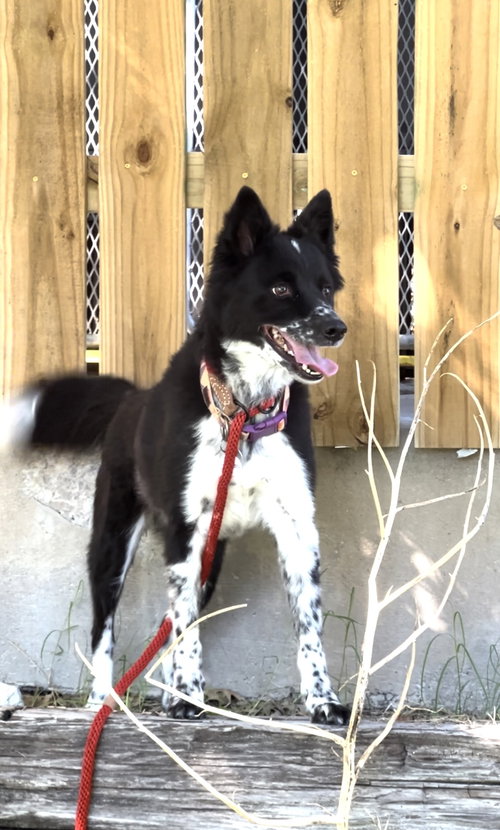 TIPPER - Australian Shepherd available for adoption