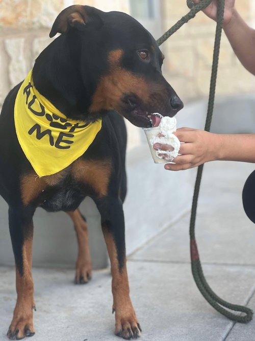 RUBY - Rottweiler available for adoption