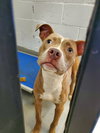 Tator - Photo 2