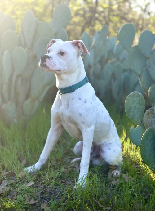 LEO - Boxer available for adoption
